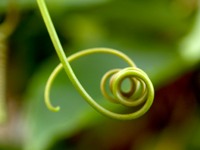 new growth